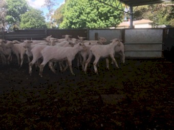 200 Shorn Composite Lambs