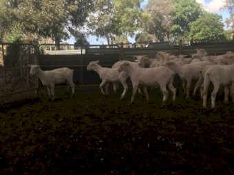 200 Shorn Composite Lambs