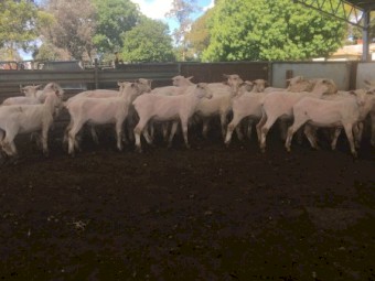 200 Shorn Composite Lambs