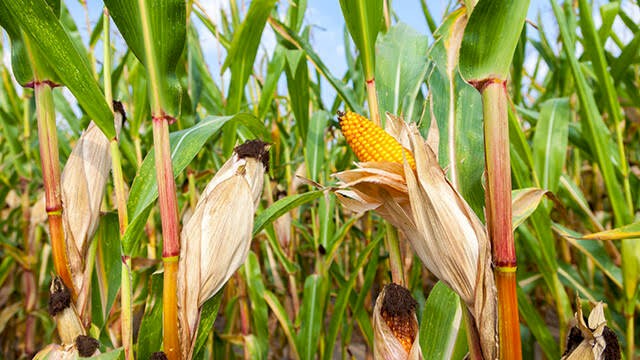 Expressions Of Interest for 80 Acre Maize for Silage