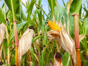 Expressions Of Interest for 80 Acre Maize for Silage