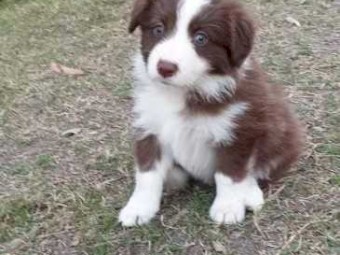 Pure Breed Border Collie Pups for sale