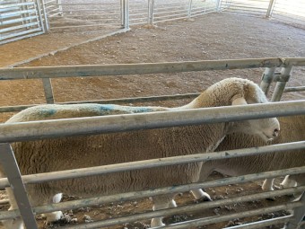 11 Poll Dorset Rams