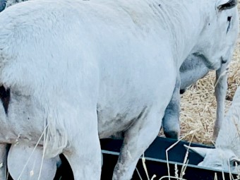 Blue Tag Australian White Flock Rams
