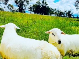 Blue Tag Australian White Flock Rams