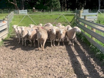 Shedding Rams - Aussie White and Nudie