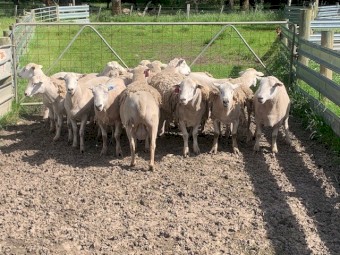 Shedding Rams - Aussie White and Nudie