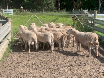 Shedding Rams - Aussie White and Nudie