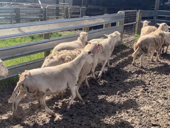 Shedding Rams - Aussie White and Nudie
