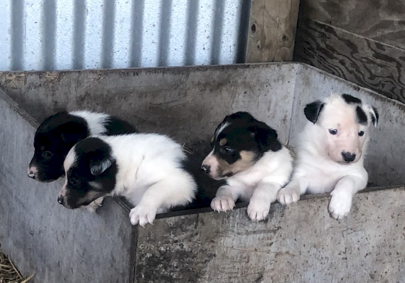 Border Collie Pups