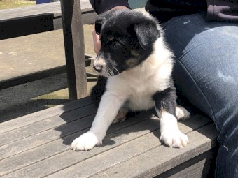 Border Collie Pups