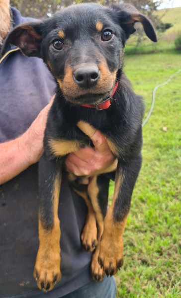 3 x Male Kelpie Pups