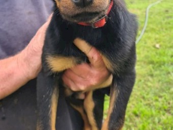 3 x Male Kelpie Pups