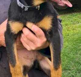 3 x Male Kelpie Pups