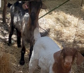 Goats, male turkey, peacock 