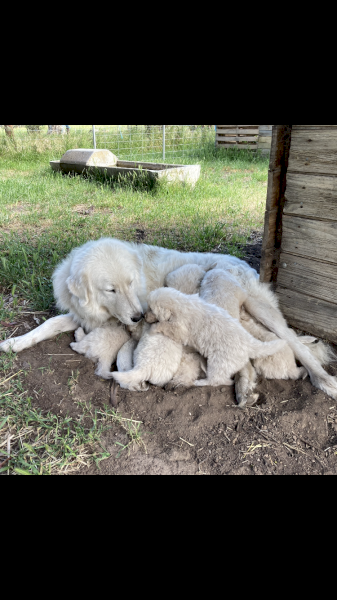 Maremma purebred Puppies