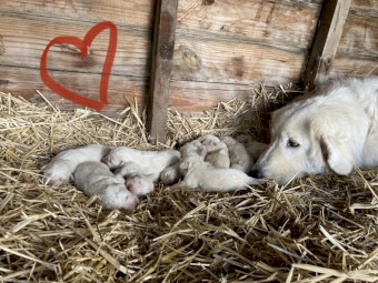 Maremma purebred Puppies