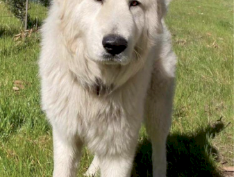 Maremma purebred Puppies
