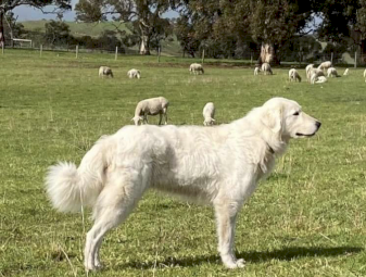 Maremma purebred Puppies