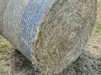 Pasture hay