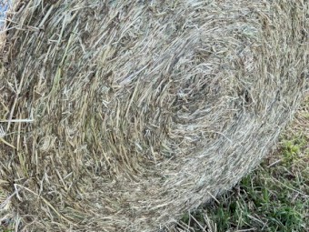 Pasture hay