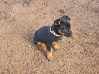 Kelpie pups