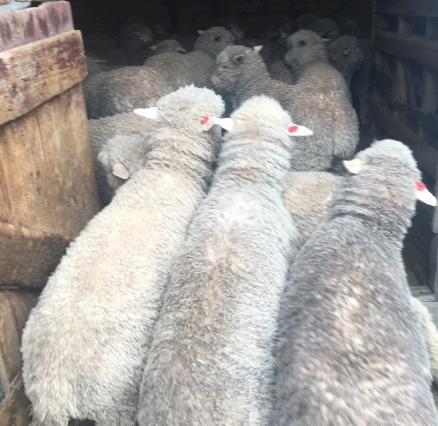100 x Merino Wether Weaners Farm Tender