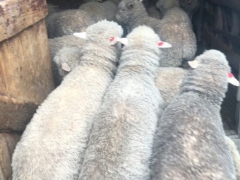 100 x Merino Wether Weaners