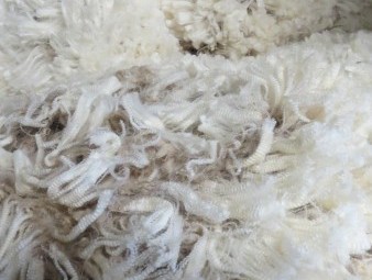 100 x Merino Wether Weaners