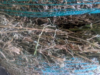 Lucerne Hay - 4x4 Rounds