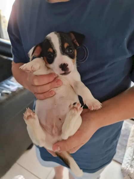 Pure Bred Jack Russell Terrier Puppies