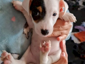 Pure Bred Jack Russell Terrier Puppies