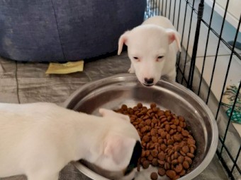 Pure Bred Jack Russell Terrier Puppies