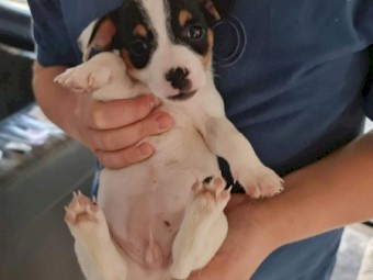 Pure Bred Jack Russell Terrier Puppies 