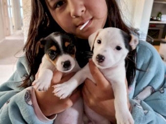 Pure Bred Jack Russell Terrier Puppies 