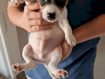 Pure Bred Jack Russell Terrier Puppies 