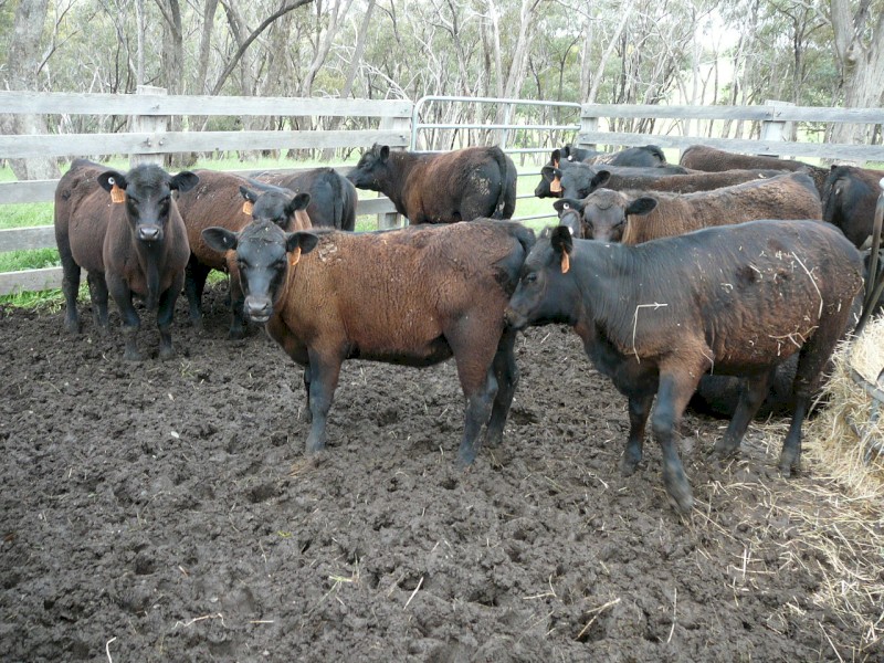 Angus Weaners