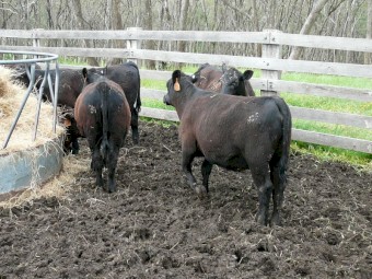 Angus Weaners