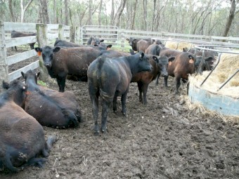 Angus Weaners