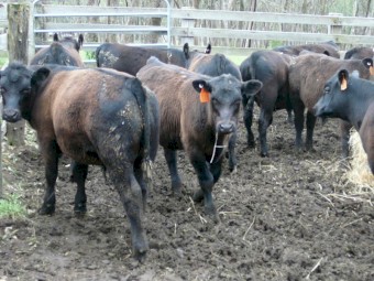 Angus Weaners