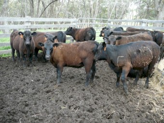 Angus Weaners