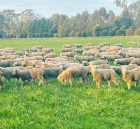 WANTED Bean Stubbles