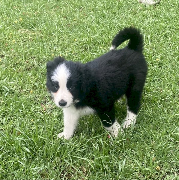 Purebred Long Haired Border Collie Puppies 