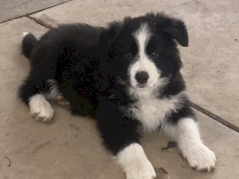 Purebred Long Haired Border Collie Puppies 