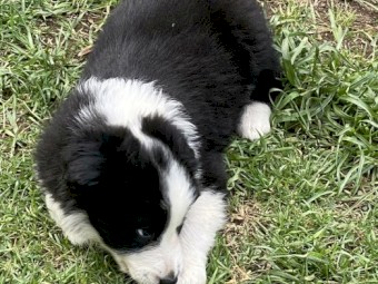Purebred Long Haired Border Collie Puppies 