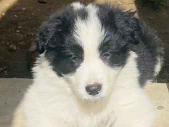 Purebred Long Haired Border Collie Puppies 
