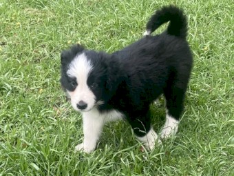 Purebred Long Haired Border Collie Puppies 