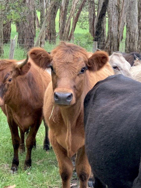 Two highlander x steers for sale 