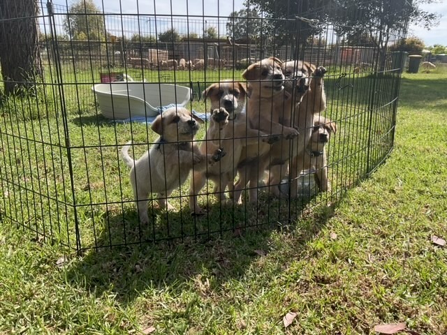 Australian Cattle Dog Puppies