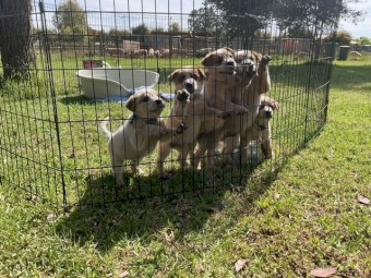 Australian Cattle Dog Puppies
